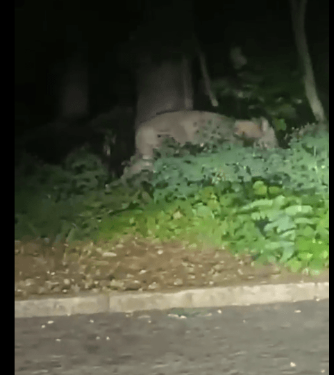 'Lioness' near Berlin still on the run 'Lioness' near Berlin still on the run