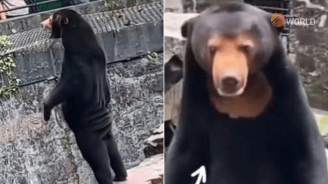 Chinese zoo denies rare sun bear is human in disguise Chinese zoo denies rare sun bear is human in disguise