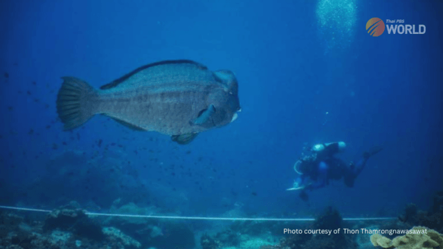 Rare parrot fish photographed in Gulf of Thailand Rare parrot fish photographed in Gulf of Thailand