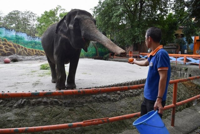 Elephant at centre of animal rights campaign dies in Philippine zoo Elephant at centre of animal rights campaign dies in Philippine zoo