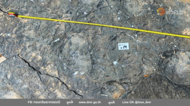 Sauropod dinosaur footprints found on border of Phetchabun and Khon Kaen Sauropod dinosaur footprints found on border of Phetchabun and Khon Kaen