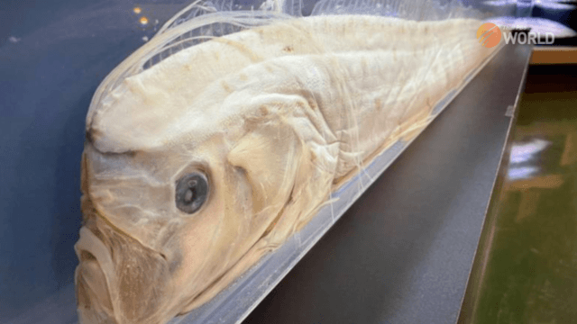 Oarfish caught in the sea off Satun province Oarfish caught in the sea off Satun province