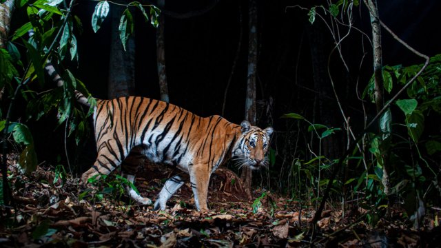 Progress observed in Mae Wong – Khlong Lan rewilding Progress observed in Mae Wong – Khlong Lan rewilding