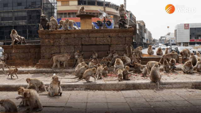 Lop Buri macaques to be relocated Lop Buri macaques to be relocated