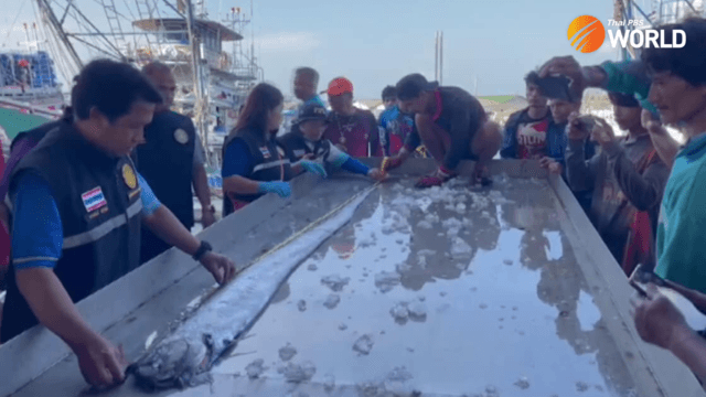 Dead Oarfish found in the seas off Phuket Dead Oarfish found in the seas off Phuket