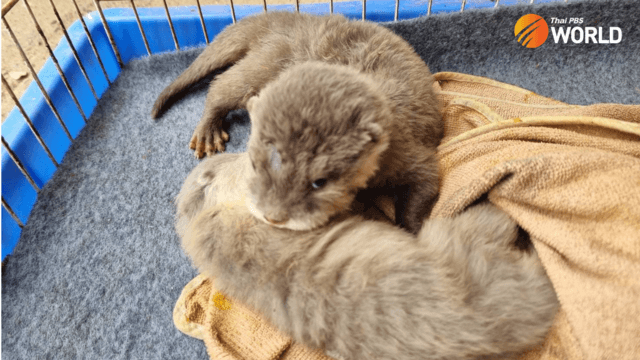 Man arrested for otter trading in Chachoengsao Man arrested for otter trading in Chachoengsao
