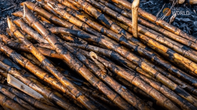 More incentives for growers not to burn sugarcane before harvesting More incentives for growers not to burn sugarcane before harvesting