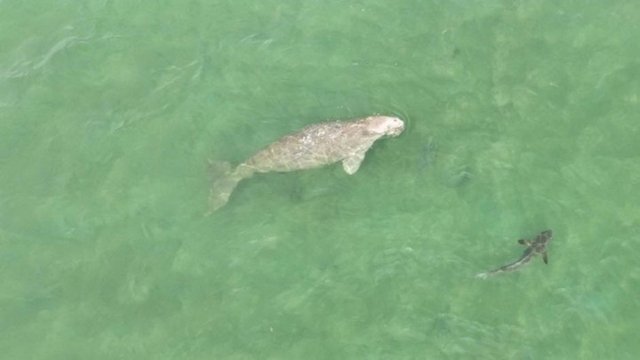 Declining dugong population raises concerns of possible extinction Declining dugong population raises concerns of possible extinction