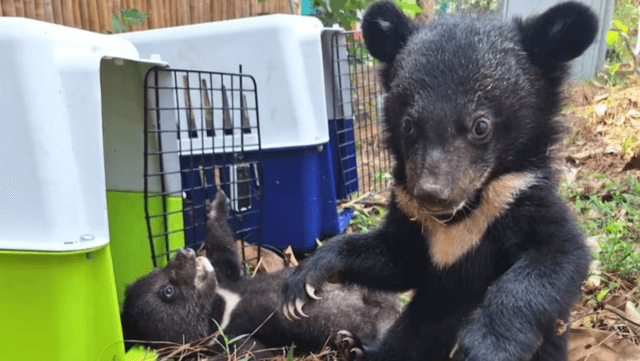 Sixteen bear cubs rescued from home in Laos Sixteen bear cubs rescued from home in Laos