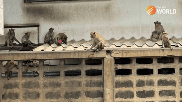 Capture and relocation of alpha macaques in Lop Buri resumes Monday Capture and relocation of alpha macaques in Lop Buri resumes Monday