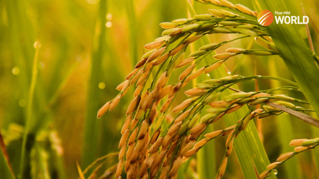 Thailand expects to increase rice exports to the Philippines this year Thailand expects to increase rice exports to the Philippines this year