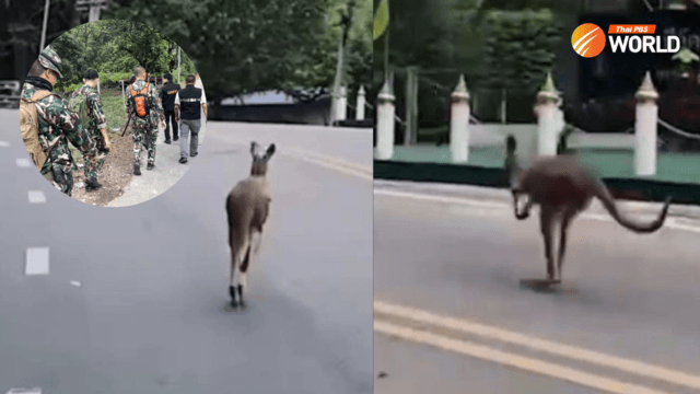 Public advised not to approach escaped kangaroo in Chiang Mai Public advised not to approach escaped kangaroo in Chiang Mai