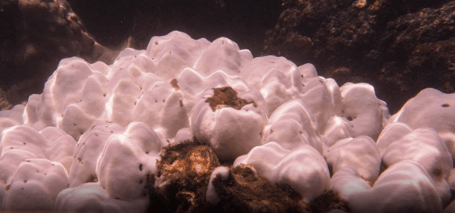 Aquatic activities around Kradan Island to be suspended to save coral Aquatic activities around Kradan Island to be suspended to save coral