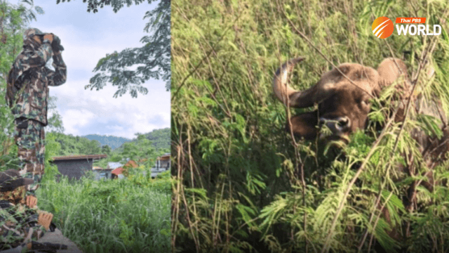 Park rangers consider options in rescue of injured gaur near Khao Yai Park rangers consider options in rescue of injured gaur near Khao Yai