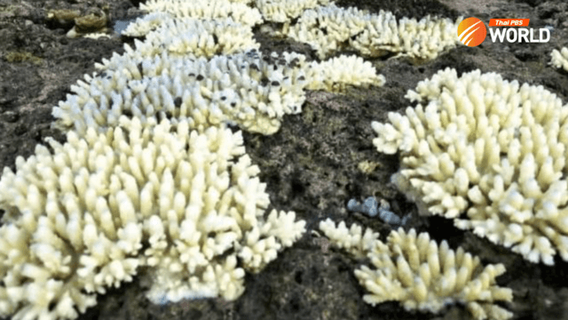 Phuket’s Pling Island and surrounding area closed to reduce coral bleaching Phuket’s Pling Island and surrounding area closed to reduce coral bleaching