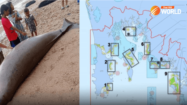 Ministry working to save dugongs Ministry working to save dugongs