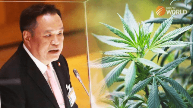 Anutin claims party was “double-crossed” in parliament over cannabis bill Anutin claims party was “double-crossed” in parliament over cannabis bill