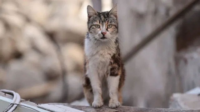 New Zealand cat-killing contest vows to keep hunting 'crazy' felines New Zealand cat-killing contest vows to keep hunting 'crazy' felines