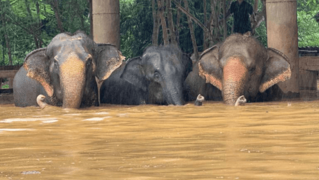 Elephants and other sick animals evacuated from flooded shelter Elephants and other sick animals evacuated from flooded shelter