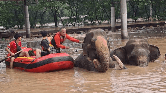 Hope and heartbreak in rescue efforts for elephants in flooded Chiang Mai Hope and heartbreak in rescue efforts for elephants in flooded Chiang Mai
