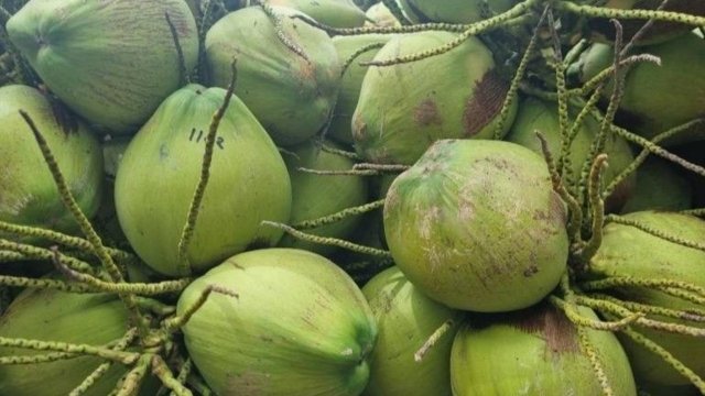"Aromatic coconut” registered as new Thai GI product "Aromatic coconut” registered as new Thai GI product