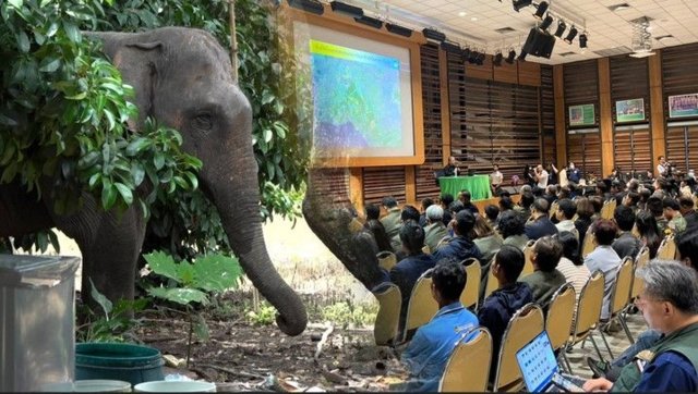 Debate erupts over elephant birth control vaccine as trials near Debate erupts over elephant birth control vaccine as trials near