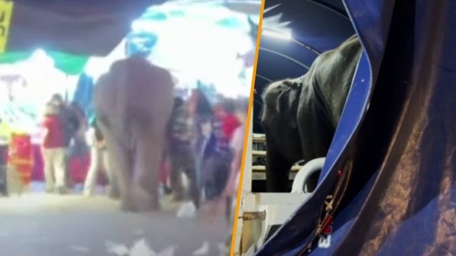 Elephant, frightened by fireworks in Nong Bua Lamphu, injures 5 Elephant, frightened by fireworks in Nong Bua Lamphu, injures 5