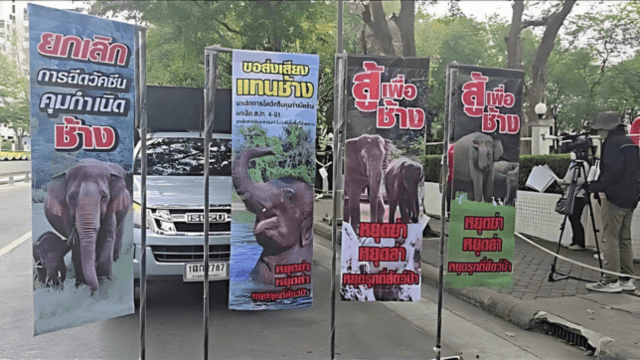 Shot in the dark: Thailand’s controversial cure for elephant-human conflicts Shot in the dark: Thailand’s controversial cure for elephant-human conflicts