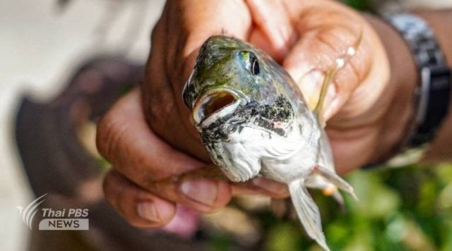 Court accepts class action against CPF for damage caused by Blackchin tilapia Court accepts class action against CPF for damage caused by Blackchin tilapia