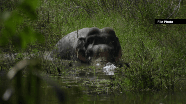 Bt749m needed to address elephant attacks and damage caused Bt749m needed to address elephant attacks and damage caused