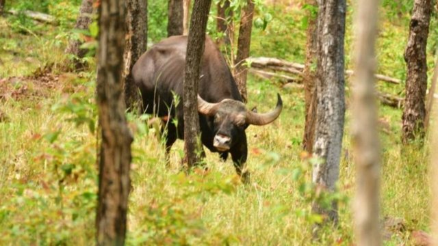 Gaur with eye infection returns to the jungle after treatment Gaur with eye infection returns to the jungle after treatment