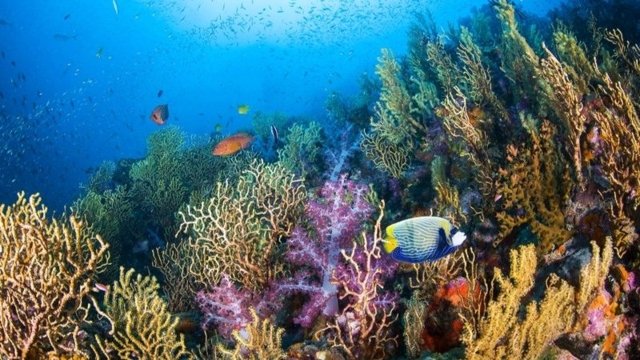 Similan national park chief investigated for alleged corruption Similan national park chief investigated for alleged corruption