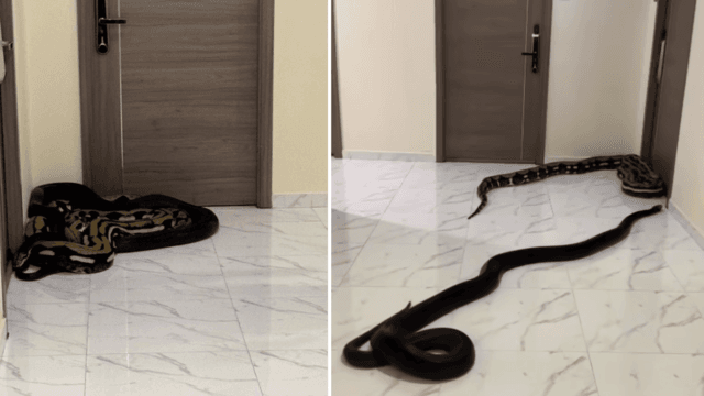 Snakes in the Hallway: Condo pet dispute goes viral Snakes in the Hallway: Condo pet dispute goes viral
