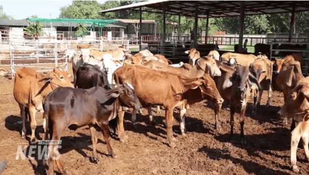 Thai beef farmers to protest against US beef imports at Agriculture Ministry tomorrow Thai beef farmers to protest against US beef imports at Agriculture Ministry tomorrow