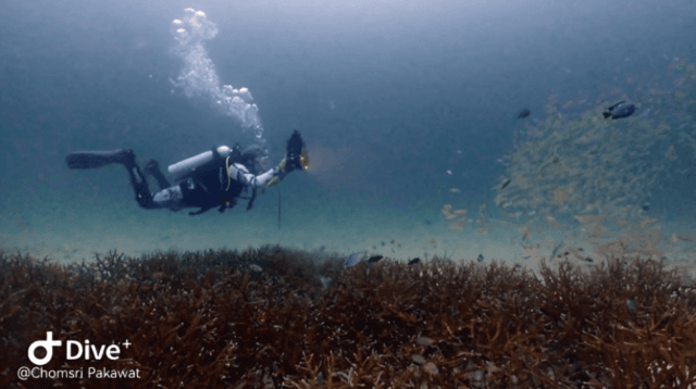 New diving rules introduced to protect marine life New diving rules introduced to protect marine life