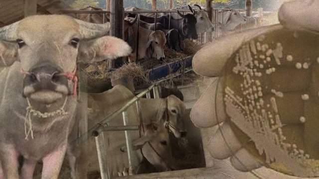 Anthrax alert issued in Mukdahan's Don Tarn, cattle slaughter banned Anthrax alert issued in Mukdahan's Don Tarn, cattle slaughter banned