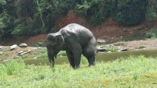 Veterinarians rush to Kui Buri National Park to treat injured jumbo Veterinarians rush to Kui Buri National Park to treat injured jumbo