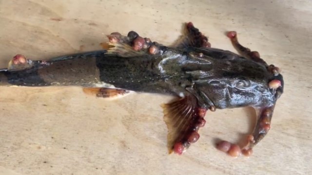 More deformed fish found in Kok, Sai, Mekong and Ruak rivers More deformed fish found in Kok, Sai, Mekong and Ruak rivers