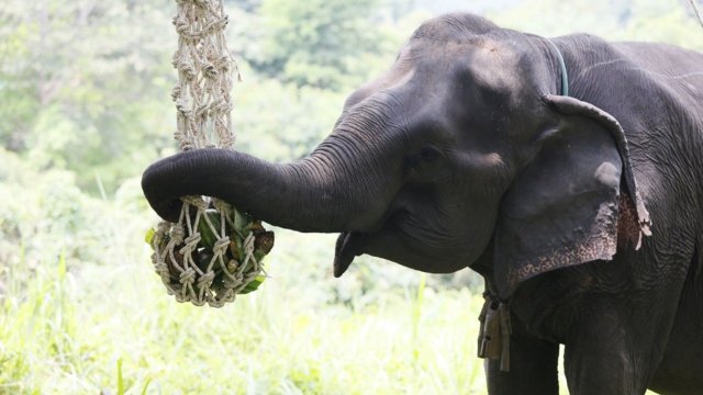 From Chains to Freedom: A sanctuary redefines elephant tourism From Chains to Freedom: A sanctuary redefines elephant tourism