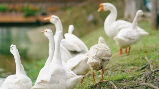 Chiang Mai votes: Goose or no goose? Chiang Mai votes: Goose or no goose?