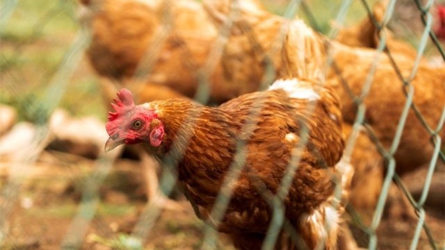 Tighter bird flu screening of people coming to Thailand from infected areas Tighter bird flu screening of people coming to Thailand from infected areas