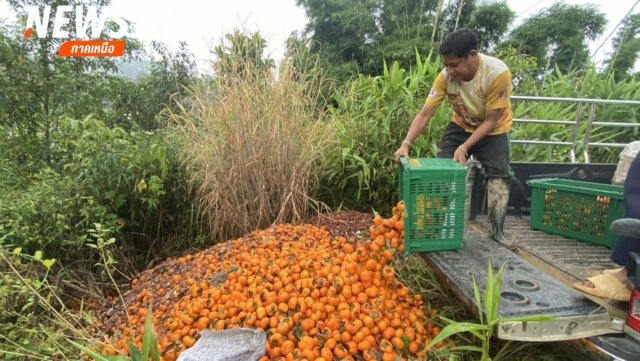 Chiang Mai’s persimmon farmers seek help over falling prices Chiang Mai’s persimmon farmers seek help over falling prices