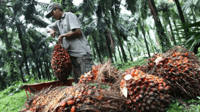 Former PTTEP CEO, 15 executives cleared in alleged palm oil project graft Former PTTEP CEO, 15 executives cleared in alleged palm oil project graft