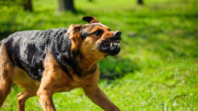 Alert in Bangkok's Nong Chok district after rabid dog found dead Alert in Bangkok's Nong Chok district after rabid dog found dead