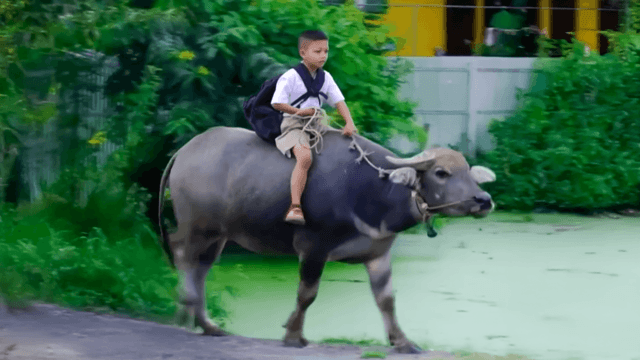 A unique ride to school: On the back of a buffalo A unique ride to school: On the back of a buffalo