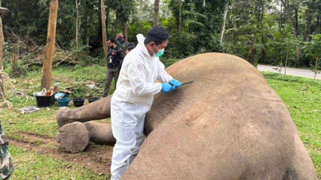 Elephant found dead, possibly electrocuted, in Phetchaburi orchard Elephant found dead, possibly electrocuted, in Phetchaburi orchard
