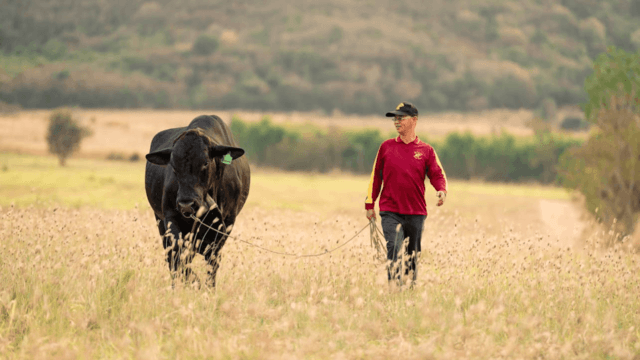 Edible innovation: Thailand’s scientific quest to create the perfect steak Edible innovation: Thailand’s scientific quest to create the perfect steak