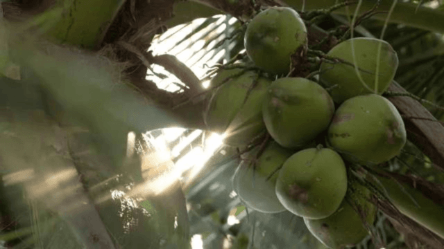 Ratchaburi Nam Hom coconut registered as GI product in EU Ratchaburi Nam Hom coconut registered as GI product in EU