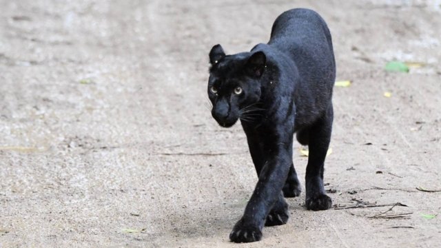 Rare black panther seen in Kaeng Krachan Natonal Park near butterfly haven Rare black panther seen in Kaeng Krachan Natonal Park near butterfly haven