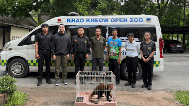 Khao Kheow Zoo takes care of confiscated red panda Khao Kheow Zoo takes care of confiscated red panda